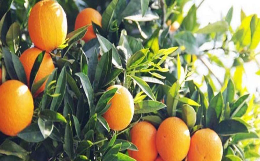 Турецкие апельсины не нужны российскому рынку
