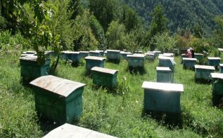 Государство поддерживает пчеловодов